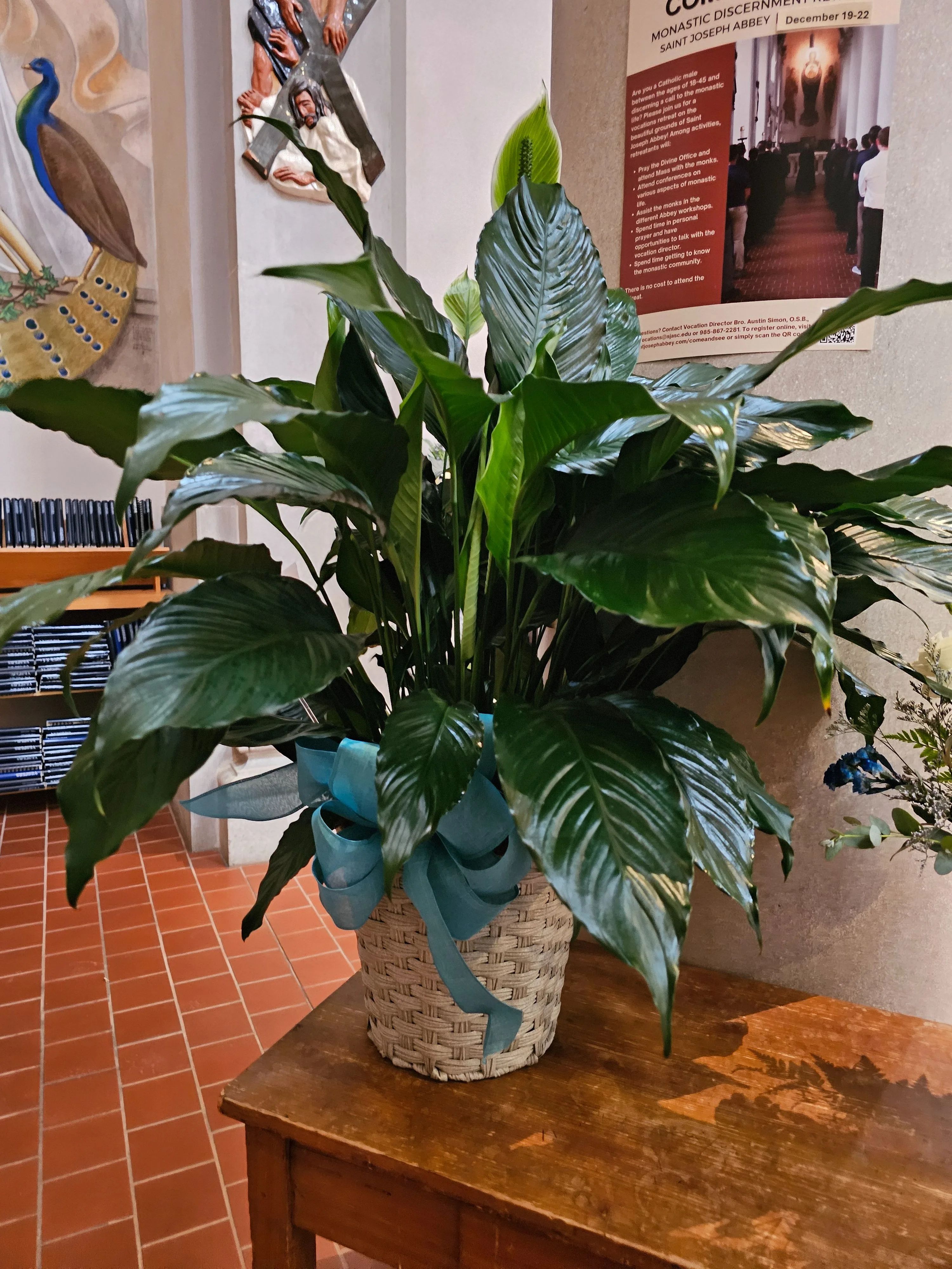 Peace Lily Plant