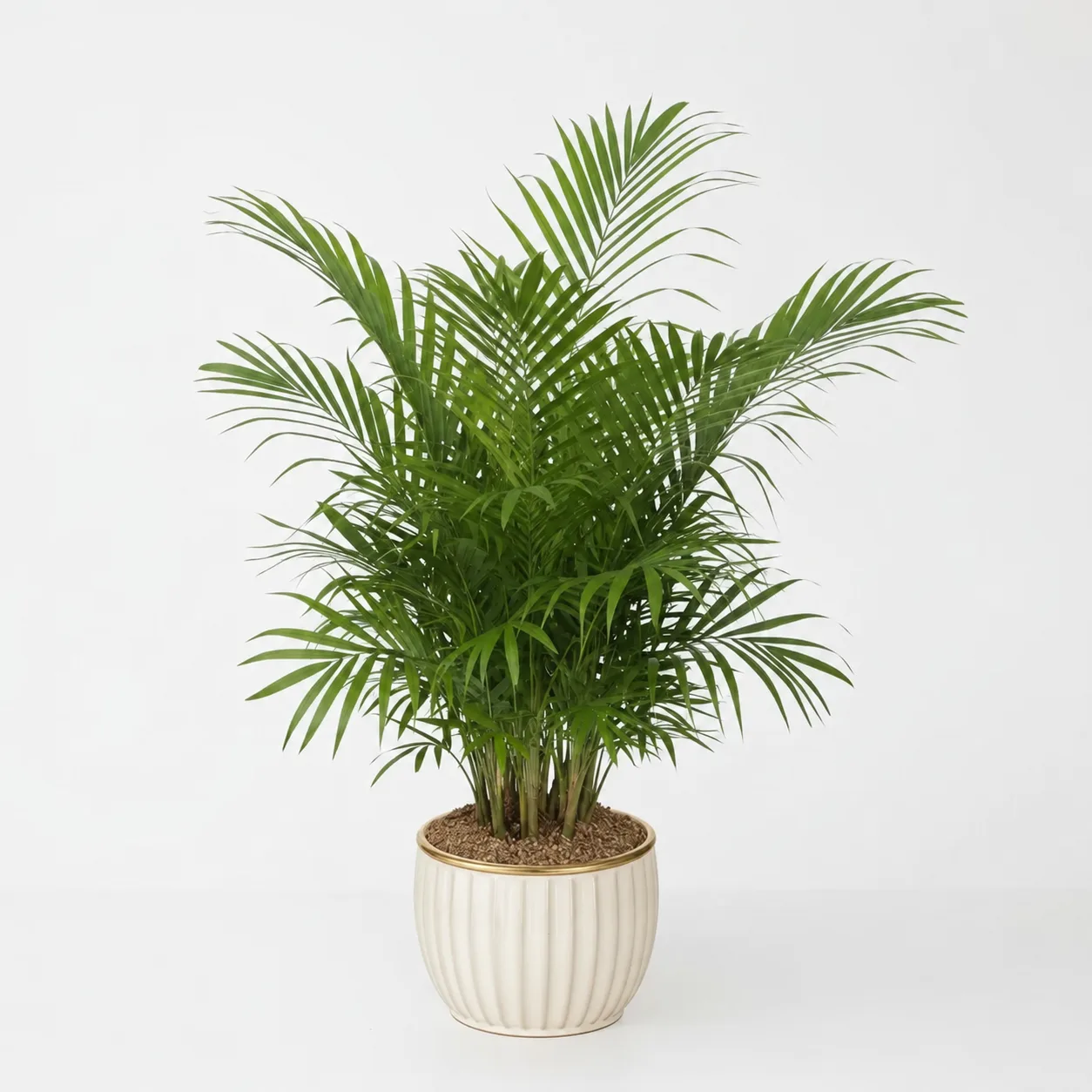 Palm Plant Palm Plant