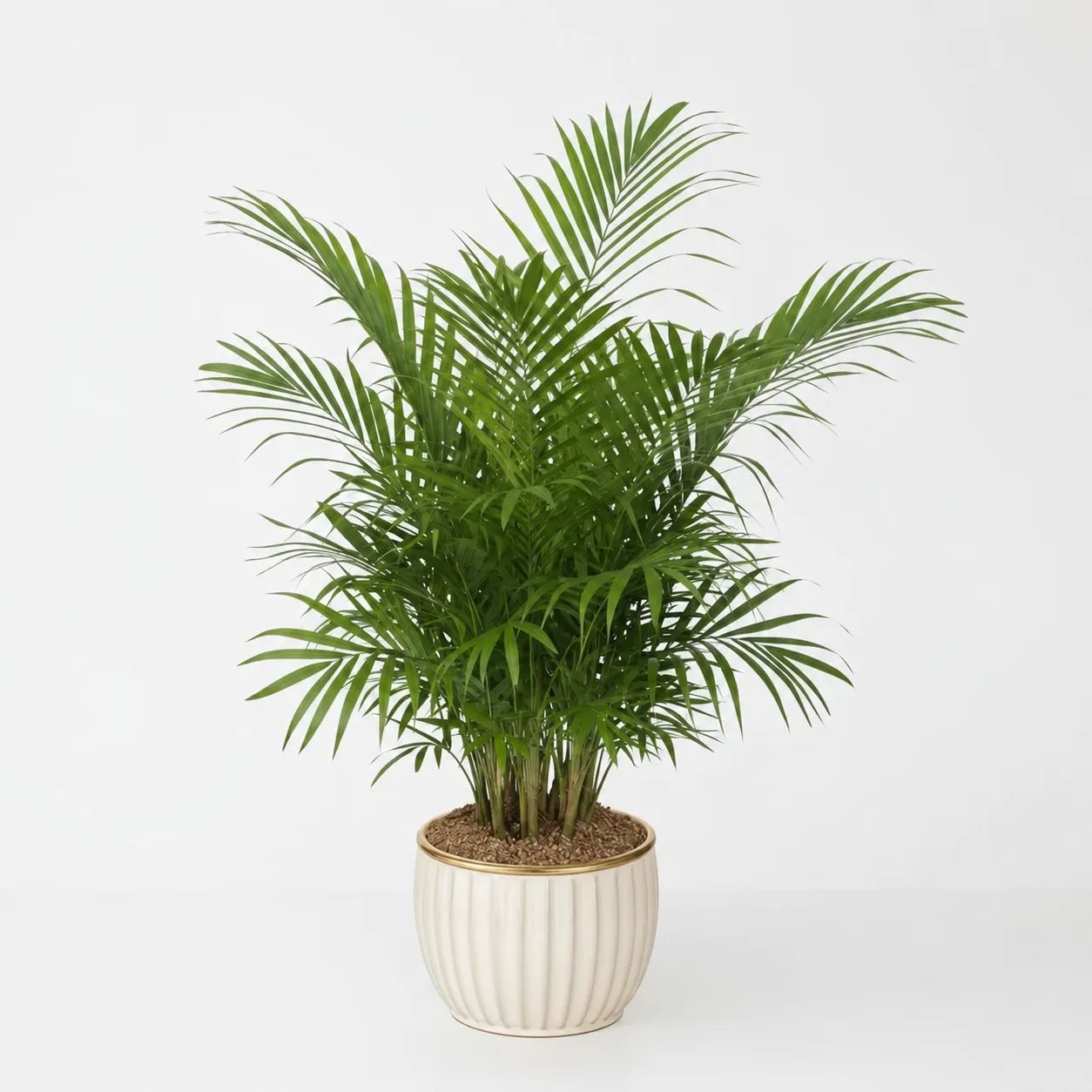 Palm Plant