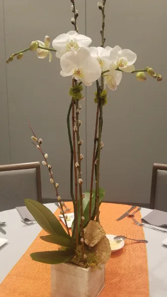 Single or Double spike Orchid Plant Plant Single or Double spike Orchid Plant Plant