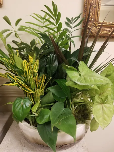 dishgarden foliage plants dishgarden foliage plants