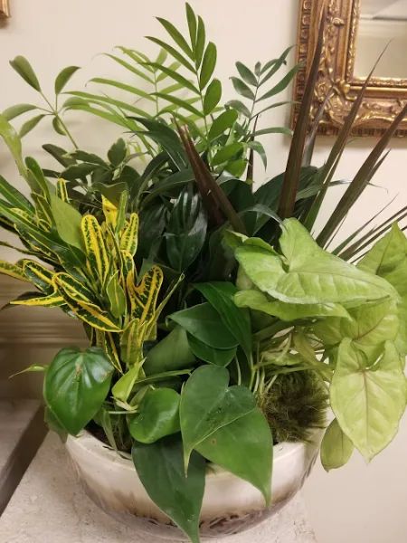 dishgarden foliage plants