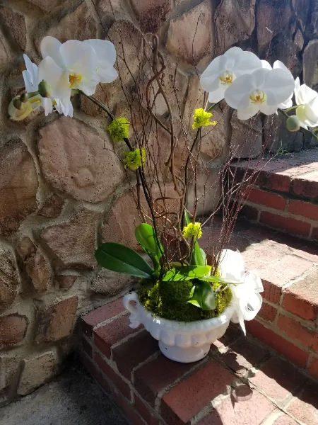 White Phalaenopsis Orchid in Ceramic Container Blooming Plant White Phalaenopsis Orchid in Ceramic Container Blooming Plant