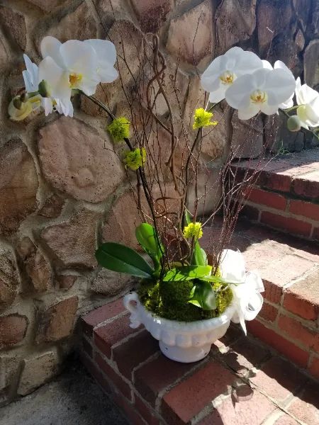 White Phalaenopsis Orchid in Ceramic Container Blooming Plant