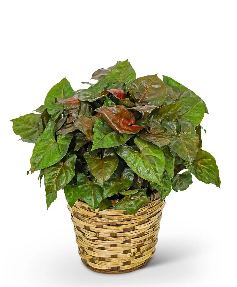 Arrowhead Plant in Basket Plant Arrowhead Plant in Basket Plant