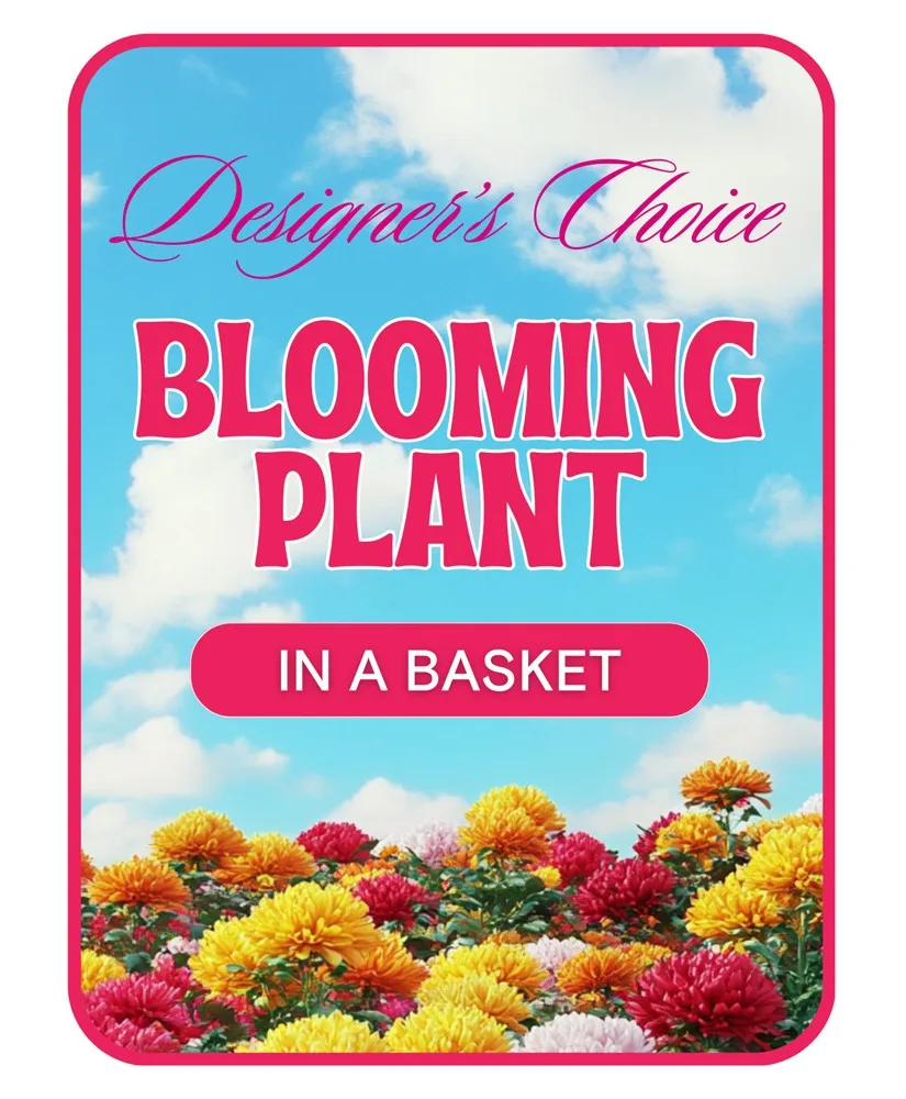 Designer's Choice Blooming Plant Flower Arrangement Designer's Choice Blooming Plant Flower Arrangement