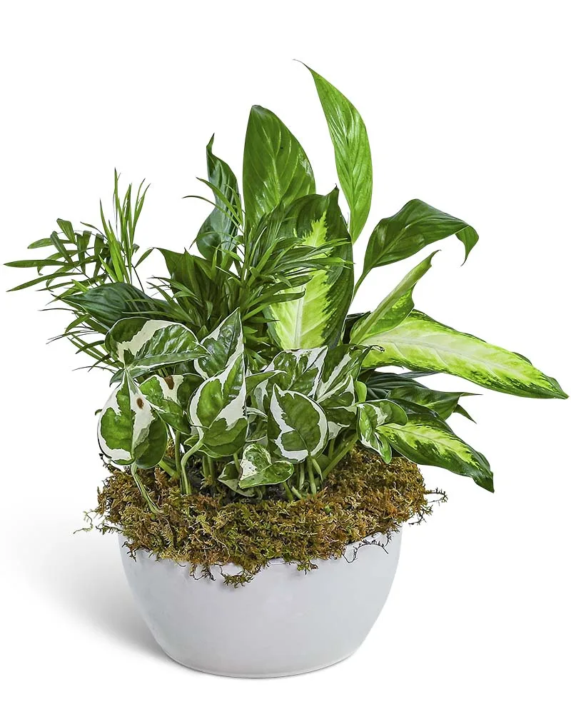 Zen Dish Garden Plant Zen Dish Garden Plant