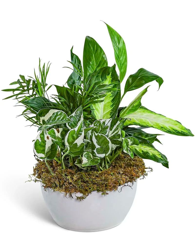 Zen Dish Garden Plant