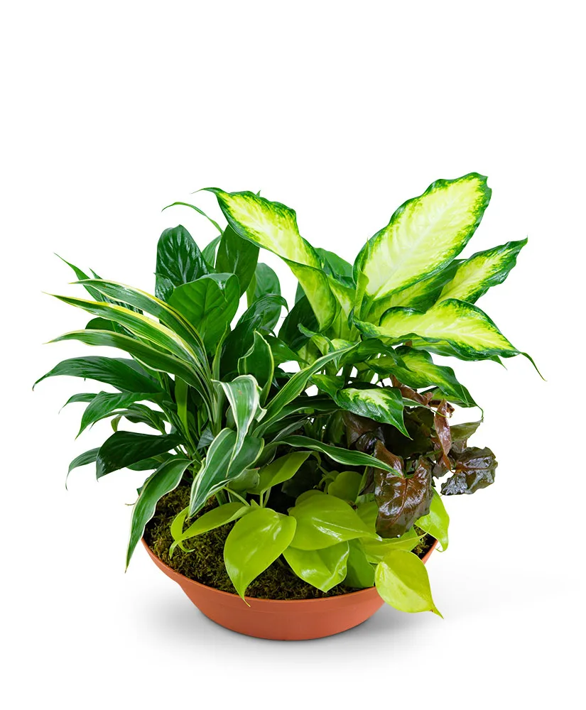 Tropics in Terracotta Plants Tropics in Terracotta Plants