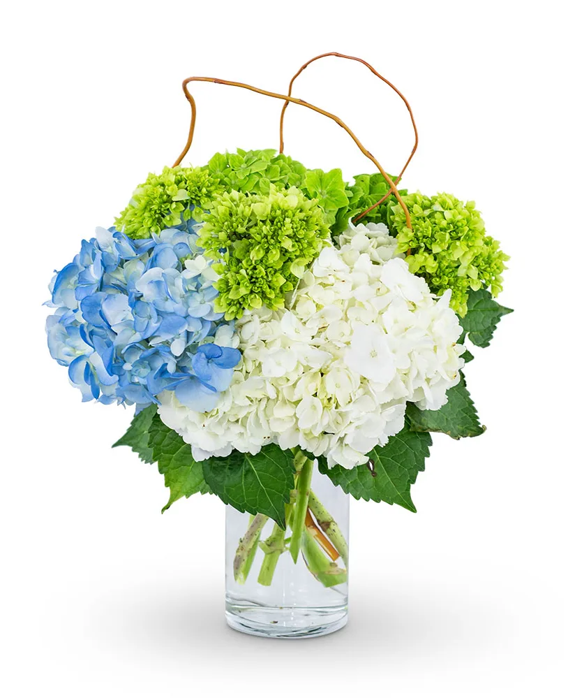 Hydrangea Perfection Flower Arrangement Hydrangea Perfection Flower Arrangement