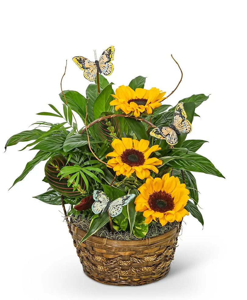 Dish Garden with Sunflowers and Butterflies Plant Dish Garden with Sunflowers and Butterflies Plant