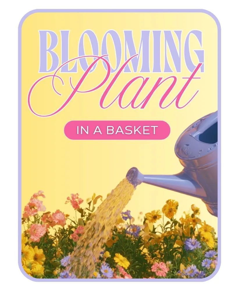 Florist's Choice of Blooming Plant Plant