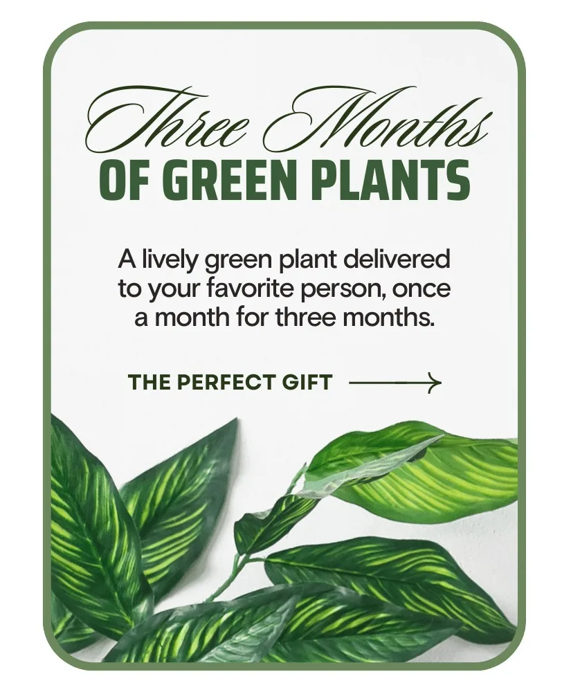 Plant Subscription (3) Plants Plant Subscription (3) Plants