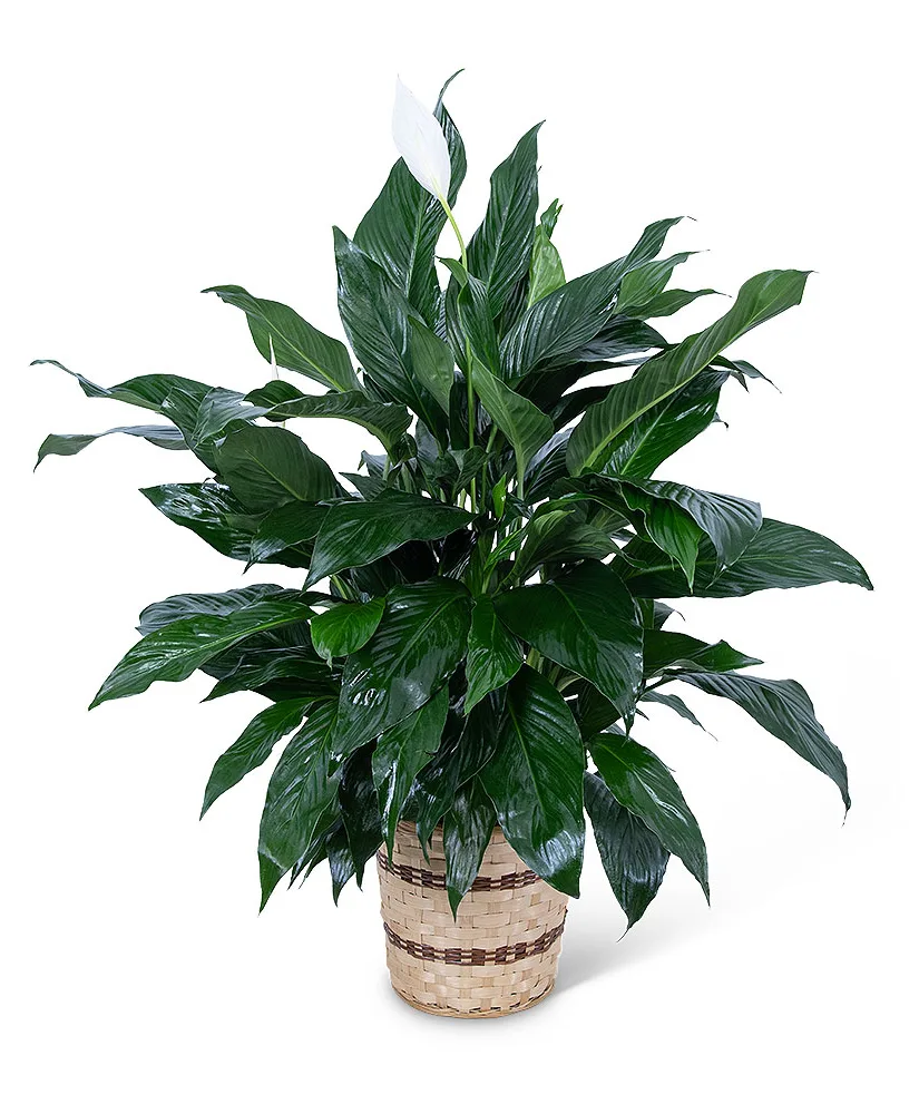Medium Peace Lily Plant Plant Medium Peace Lily Plant Plant