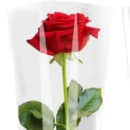 Single Red Rose Single Red Rose image
