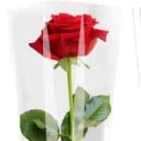 Single Red Rose image