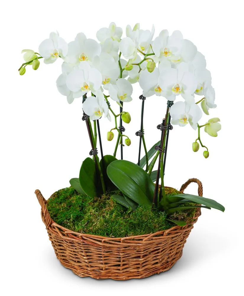 Serenity Orchid Plant Plant Serenity Orchid Plant Plant