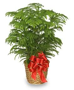 NORFOLK ISLAND PINE Holiday Plant Basket