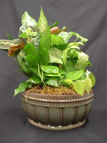 Dish Garden Dish Garden