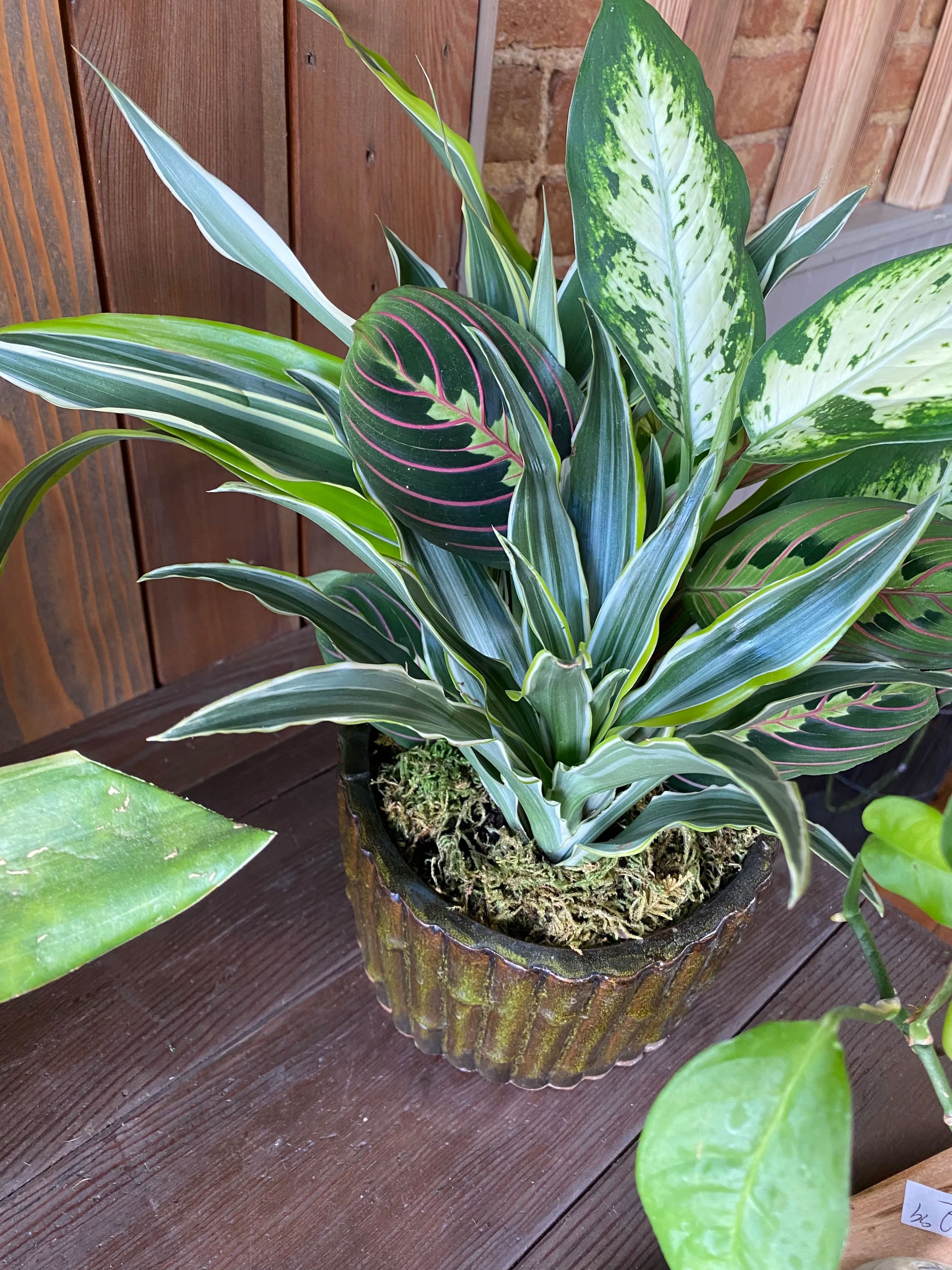 Ceramic Dish Garden