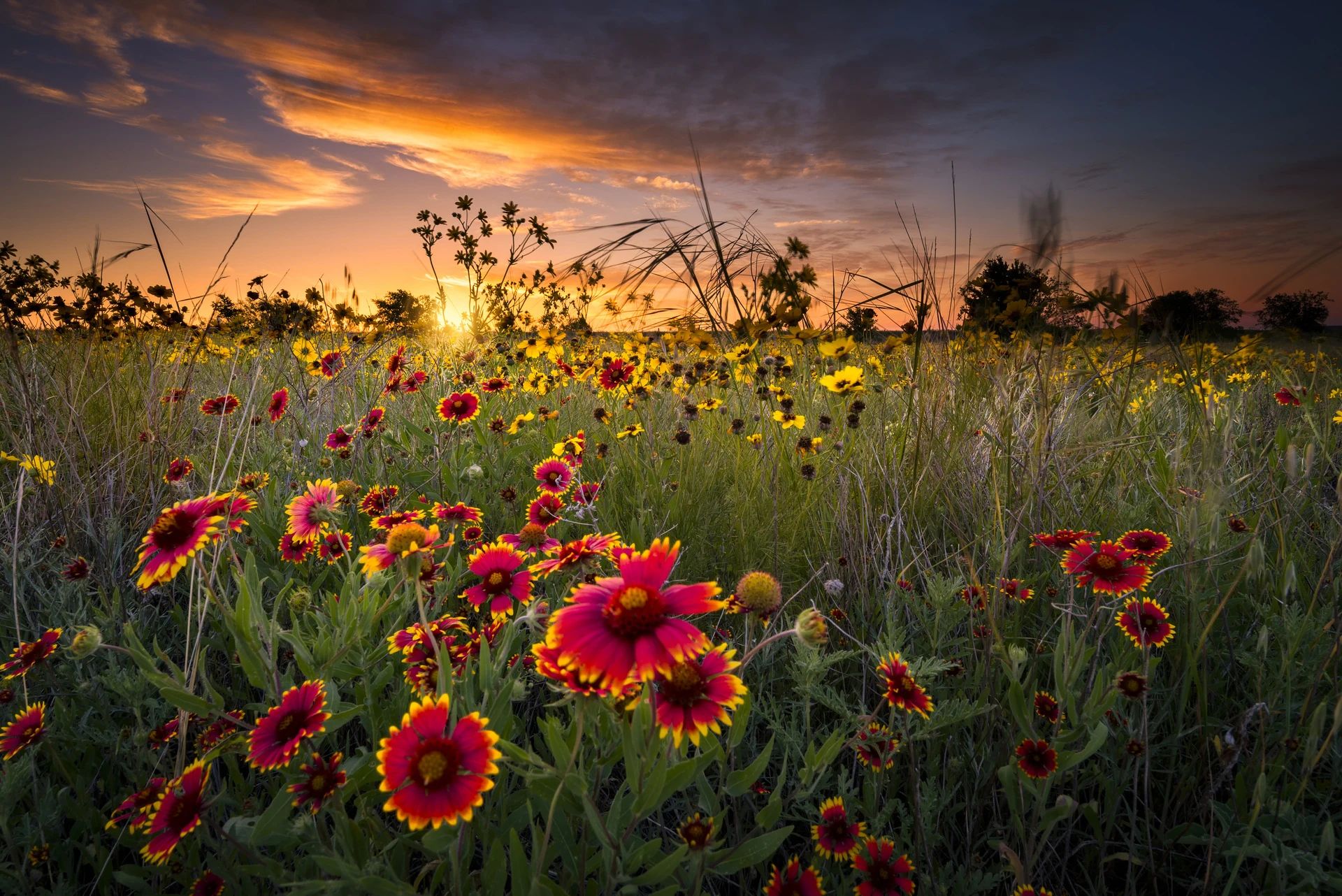 Featured flowers