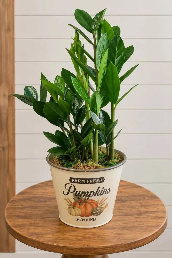Autumn ZZ Plant