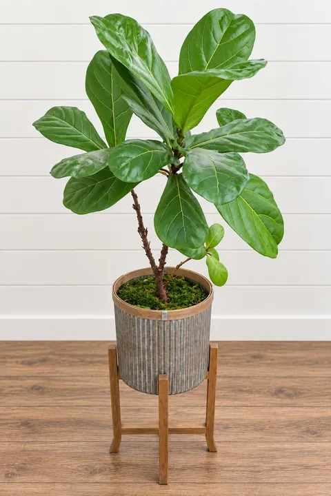 Fiddle Leaf Fig Planter Fiddle Leaf Fig Planter