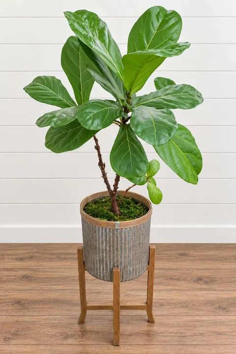 Fiddle Leaf Fig Planter