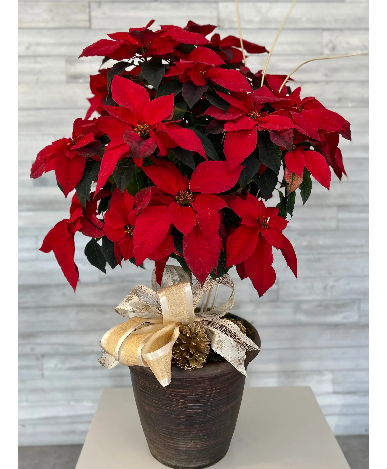 Red Poinsettia plant Red Poinsettia plant