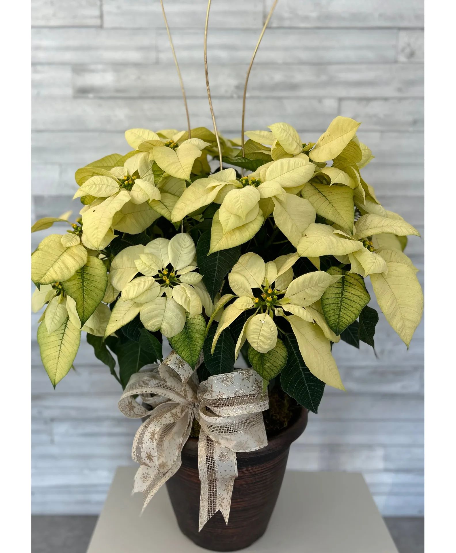 Poinsettia Plant