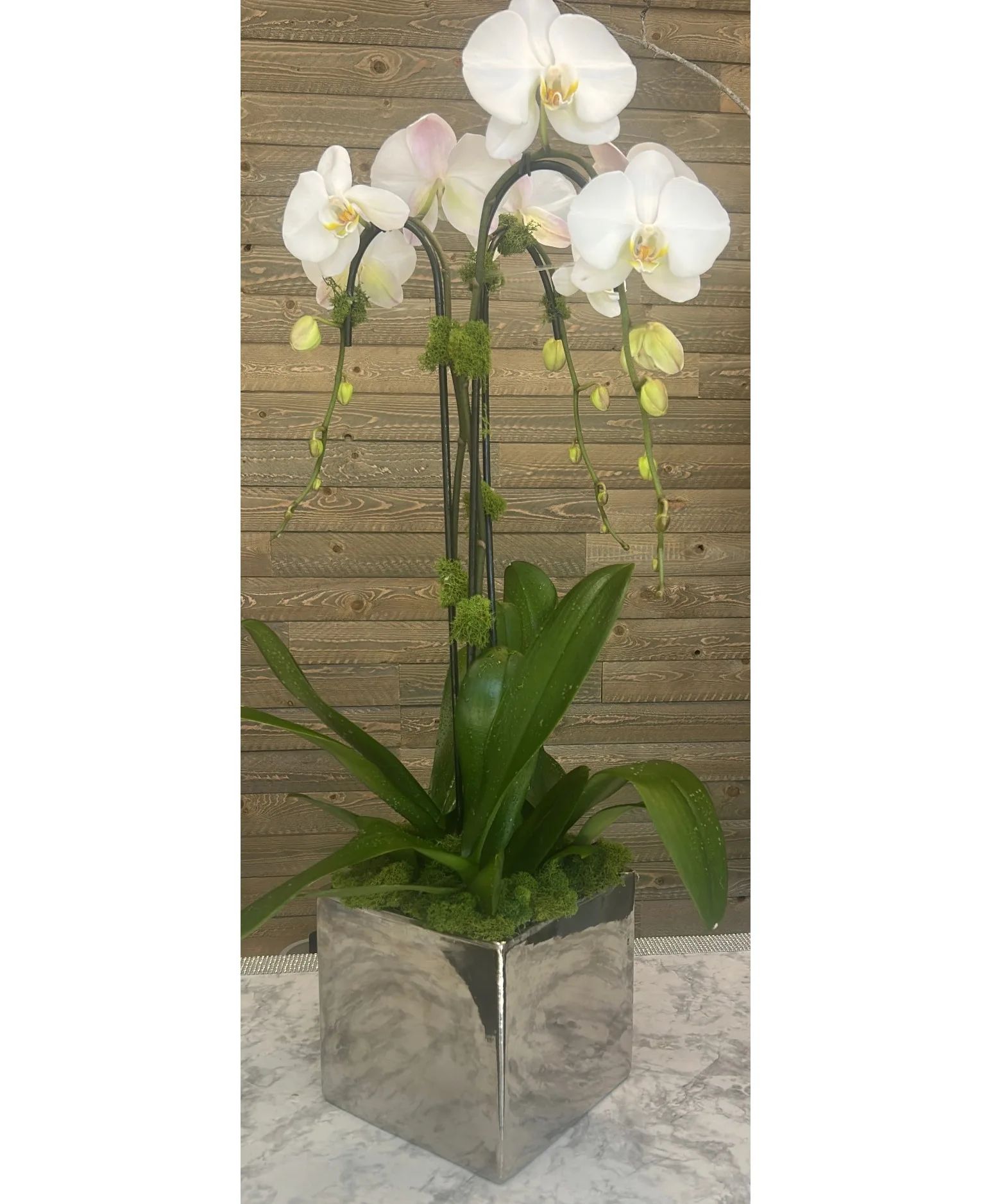 Platinium Orchid