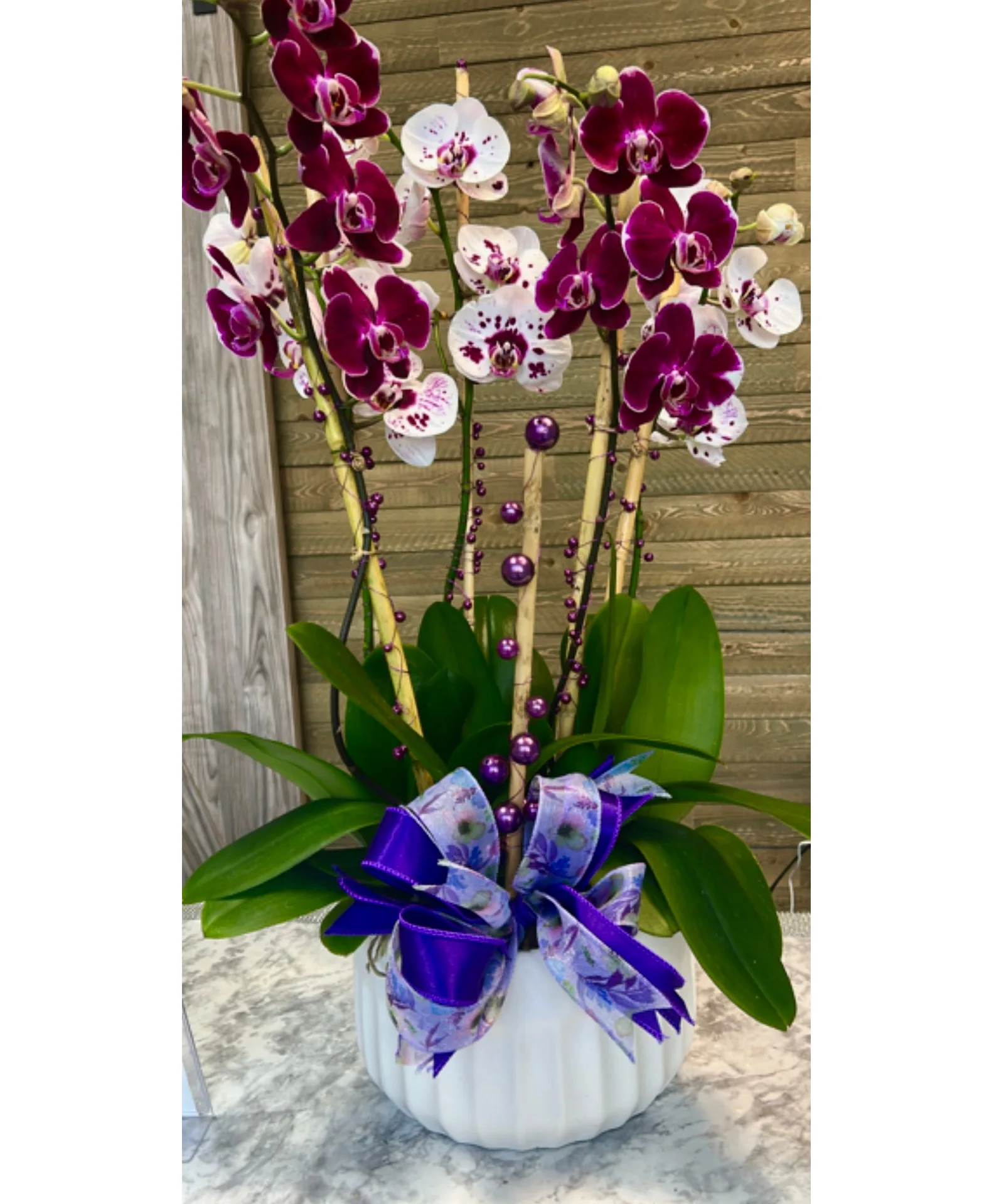 Mother’s Orchid Garden Plant Mother’s Orchid Garden Plant