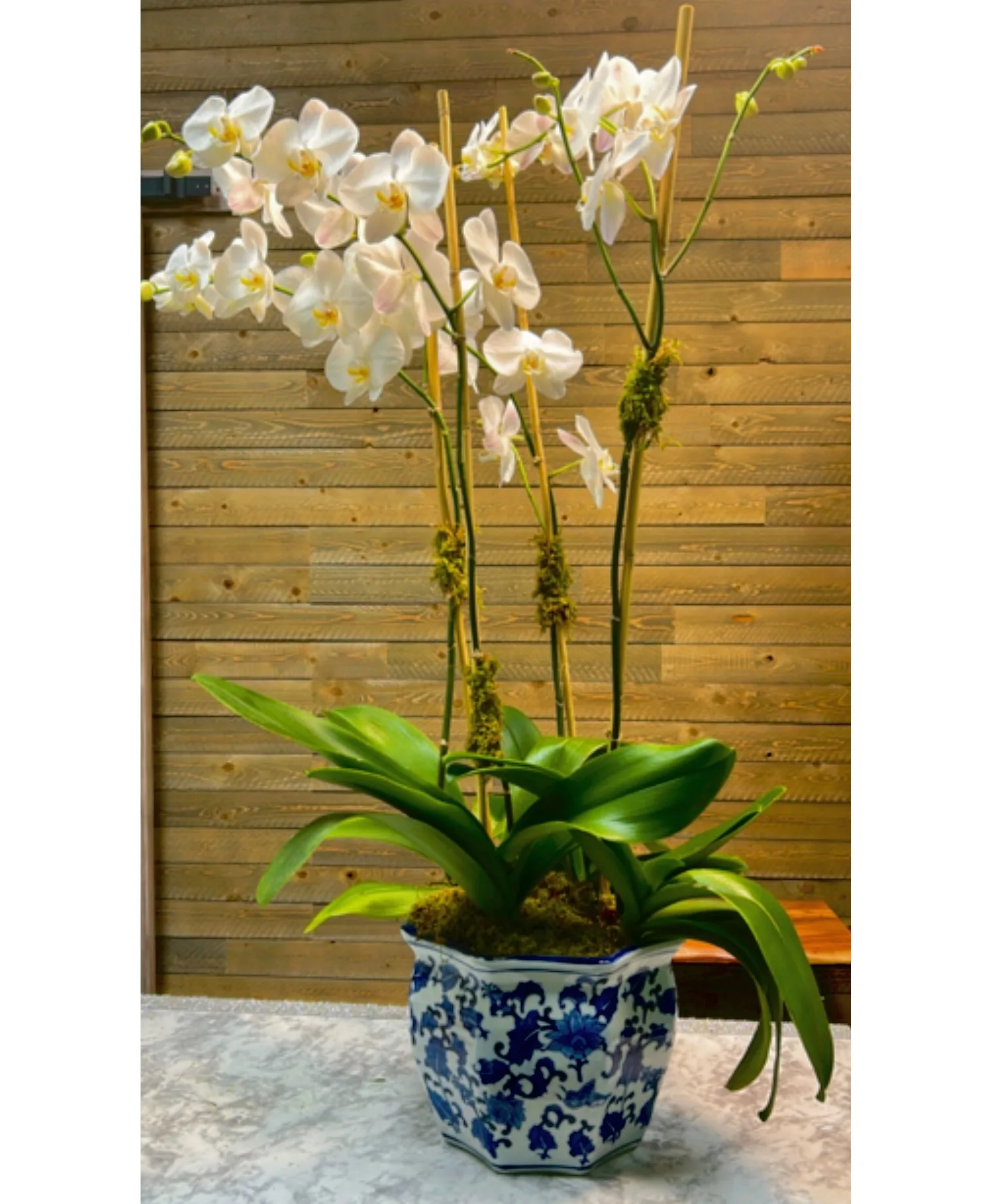 Everlasting Love Orchid Plant Everlasting Love Orchid Plant