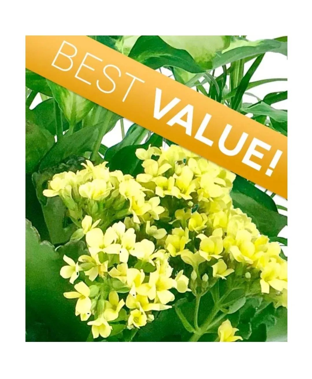 Florist Choice Blooming Plant