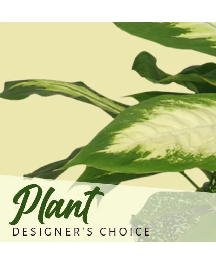 Plant Designer's Choice Plant Designer's Choice