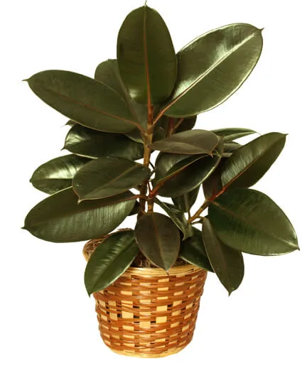 RUBBER PLANT BASKET Ficus elastica RUBBER PLANT BASKET Ficus elastica