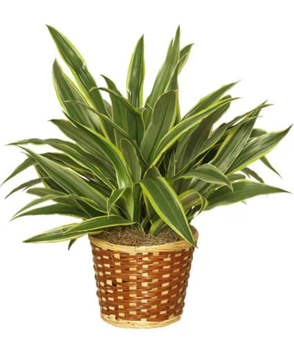 Striped Dracaena Plant 'Warneckei' Striped Dracaena Plant 'Warneckei'