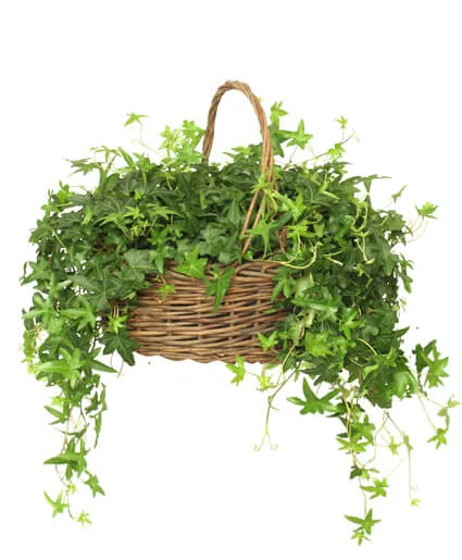 English Ivy Plant English Ivy Plant