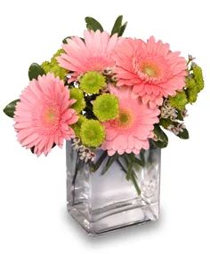 FRUIT SORBET Gerbera Bouquet