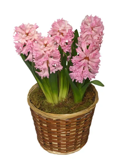 POTTED HYACINTH 6-inch Blooming Plant POTTED HYACINTH 6-inch Blooming Plant