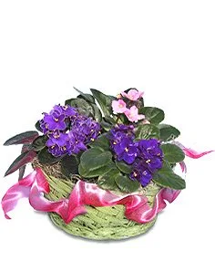 AFRICAN VIOLETS Basket of Plants AFRICAN VIOLETS Basket of Plants