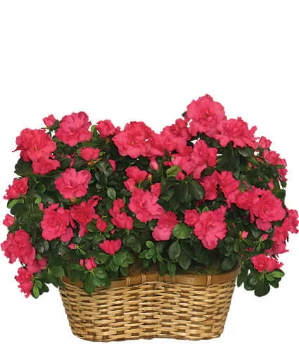 HOT PINK AZALEA BASKET Flowering Plants HOT PINK AZALEA BASKET Flowering Plants