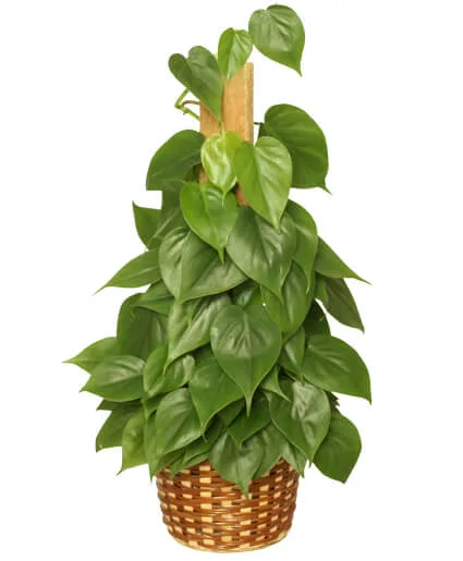 Heartleaf Philodendron Heartleaf Philodendron