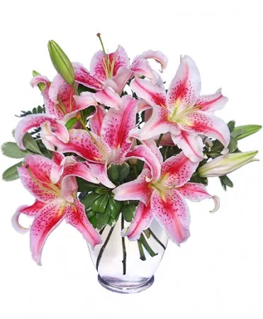 STUNNING STARGAZERS Arrangement STUNNING STARGAZERS Arrangement