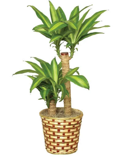 Basket Of Corn Plants Basket Of Corn Plants