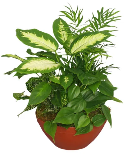 Lush Garden of Green Plants Lush Garden of Green Plants