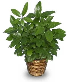 GREEN SCHEFFLERA PLANT Brassia actinophylla GREEN SCHEFFLERA PLANT Brassia actinophylla