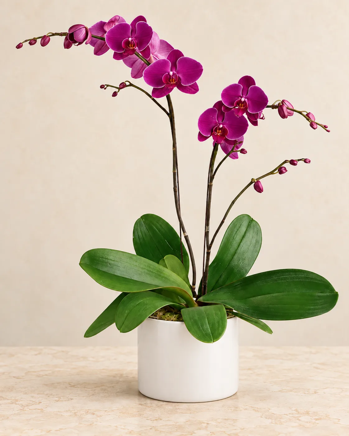 Classic Orchid Plant Classic Orchid Plant