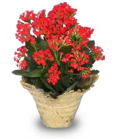 Flowering Kalanchoe Flowering Kalanchoe