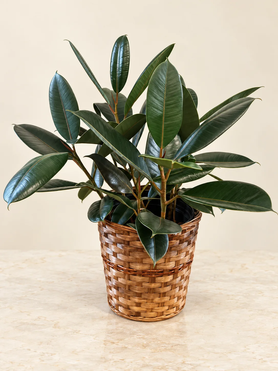 Rubber Fig Plant Rubber Fig Plant
